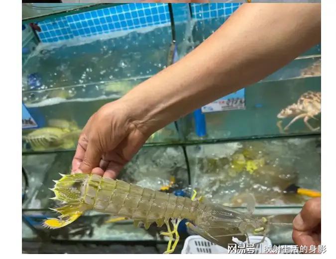 FB体育登录入口-4只皮皮虾事件后续：出租车司机被开除，顾客坚持认为司机收了钱